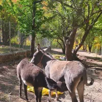 الاغ ماده 4ساله به همراه کره ماده 5ماهه