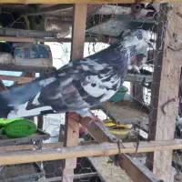 کبوتر سوسکی نر غریب|پرنده|رشت, کوی فکوری|دیوار