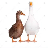 اردک و غاز محلی