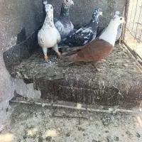 سلام خسته نباشین 6کفتر قلدور