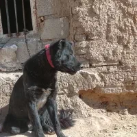 جفت سگ گله . بیابون رفته بشرط.