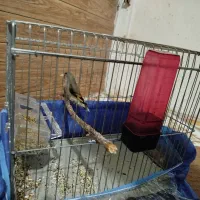 سهره کرمونی