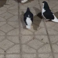 کفتر|پرنده|اسفراین, |دیوار