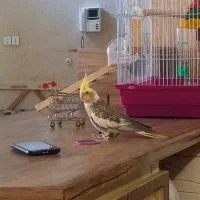 عروس هلندی نر