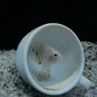 ماهی پرت پلار با لوازم اکواریوم