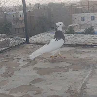 کبوتر|پرنده|الوند, |دیوار