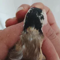 سهره چهارگل