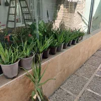 گل الوورا طبیعی . الوئه ورا