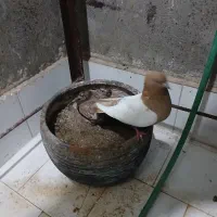 یک جفت کفتر سینه کاکلی