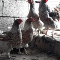 تخم نطفه دار ویاندوت وبرهما لایت