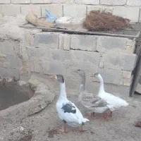 خانگی وغذای علوفه ای
