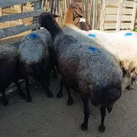 5راس میش آبستن سونوشدن|حیوانات مزرعه|سیمین شهر, |دیوار