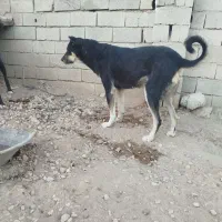 سگ سرابی|سگ|کبودرآهنگ, |دیوار