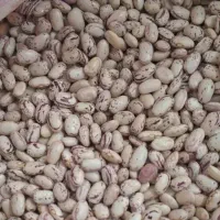 لوبیا چیتی کیلویی ۳۴۵