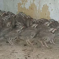 مرغ گوشتی زینتی طلایی کوهی|پرنده|شیراز, بازار|دیوار