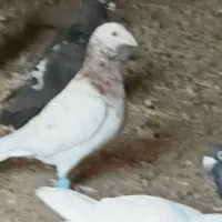 ۳۰تا کفتر|پرنده|لوشان, |دیوار