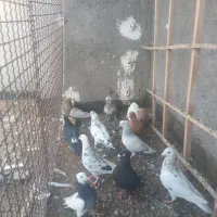 پرنده