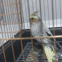 جوجه عروس هلندی