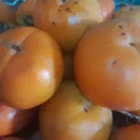 فوری خرمالوی شیرین وخوشمزه