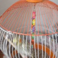 طوطی عروس|پرنده|رشت, دروازه لاکان|دیوار