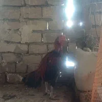 خروس لاری|حیوانات مزرعه|قم, زنبیل آباد|دیوار