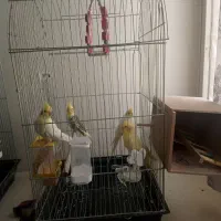 فروش ۴ عدد عروس هلندی