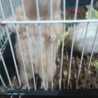 دو عدد همستر بازیگوش