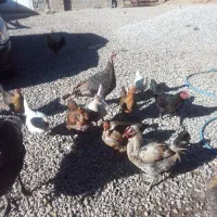 مرغ وخروس|حیوانات مزرعه|چیتاب, |دیوار