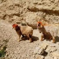 قوچ وشیشک ابستن