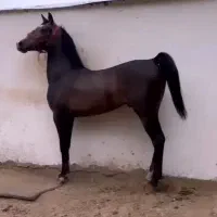 اسب کرد،اسب دره شور،اسب رفسنجان