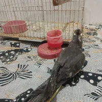 (فروش ویژه) عروس هلندی دستی دانخور و قفس خیلی بزرگ|پرنده|گرگان, |دیوار