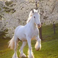 استخدام دفتردارباشگاه سوار کاری