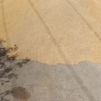 گندم میهن تمیز چاق