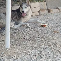 هاسکی ماده معاوضه با کبوتر