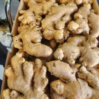 زنجبیل  درجه یک