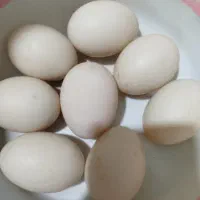 تخم اردک