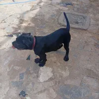 ماستیف امریکایی