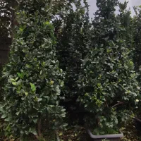 یاس هلندی|گل و گیاه طبیعی|کلاچای, |دیوار