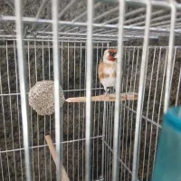 سلام یک جفت سهره رام به شرط|پرنده|قدس, شهرقدس|دیوار