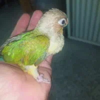 گرینچیک نرمه خور