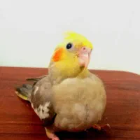 جوجه سرلاکی۳۲ روزه نقره ای رنگ و شکمو