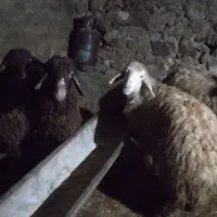 بره نر درجه یک فروشی|حیوانات مزرعه|بیرانوند, |دیوار