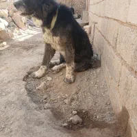 لاس قدرجونی شجره دار