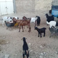 بز و کولار پاکستانی|حیوانات مزرعه|شیراز, دارالرحمه|دیوار