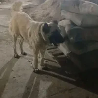 سرابی ۲ساله ماده