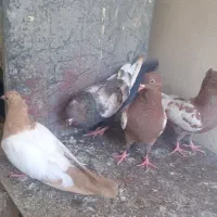 کفتر جوون سالم