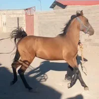 کره نریان|اسب و تجهیزات اسبسواری|سیرجان, |دیوار