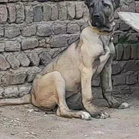 واگذاری توله سرابی
