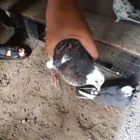 کبوتر فروشی|پرنده|میناب, |دیوار