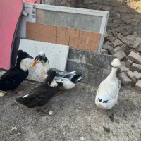 اردک کاکلی بالی